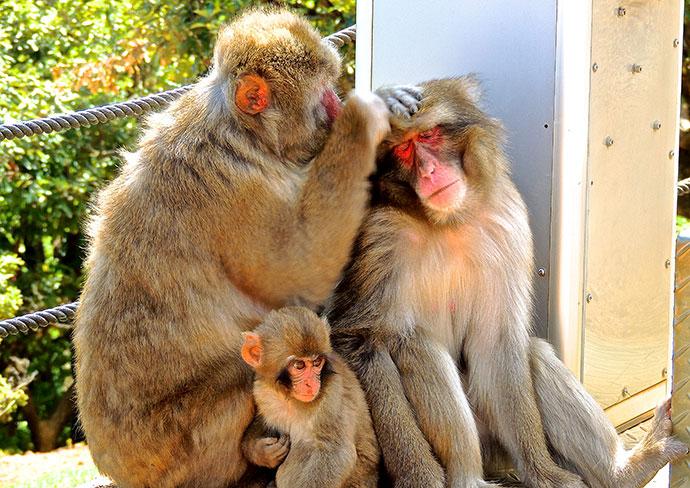 Arashiyama Monkey Park, Kyoto, Best tourist Attraction in Japan 